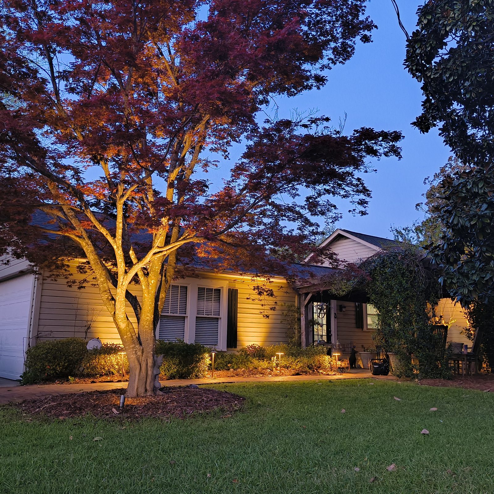 Mature tree with dramatic uplighting